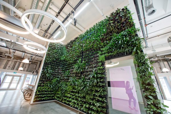 The living wall in the entrance of the Innovation Centre